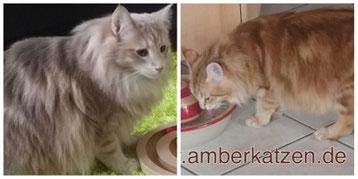 Amber tabby mit Weiß-Scheckung, fünf Wochen alt, Foto: waldkatzen-von-la-lea-lil.de