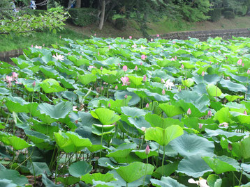 　　　　　　　　大沢池の蓮の花