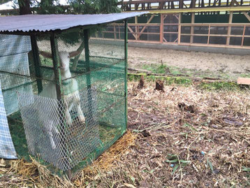 メイの小屋は鳥小屋の裏にお引越し。