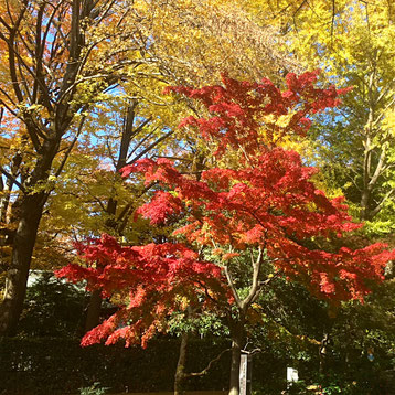さいたま市浦和区にある調公園内の秋の木々の写真