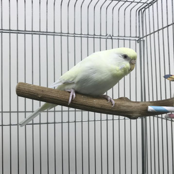 チロロ セキセイインコ 飼い鳥のレスキュー団体 Tsubasa