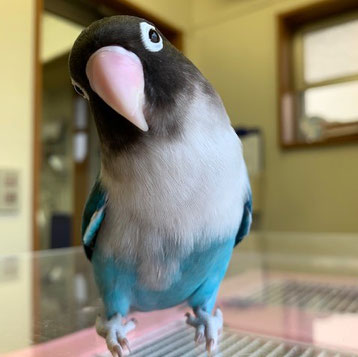チャイ ボタンインコ