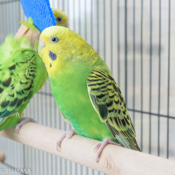 チャイ ボタンインコ