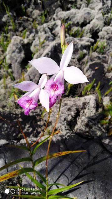 Insel La Réunion/Saint Philippe/Lavafluss von 2004: Orchidée als Pionierpflanze