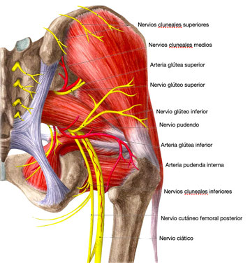 Síndrome del glúteo profundo & síndrome del piramidal