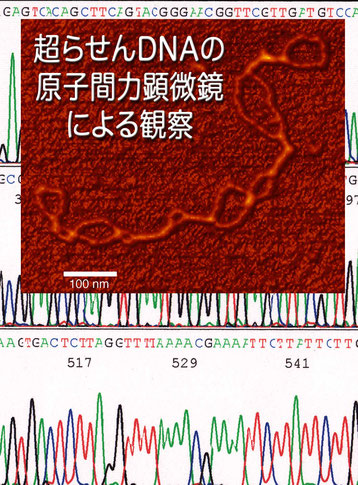 DNA組換え研究