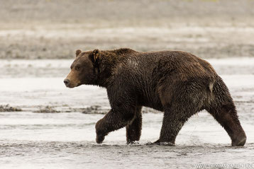 Bären im Katmai Nationalpark in Alaska