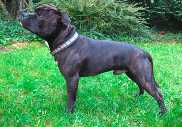 Pride Staff´s Dark Avenger