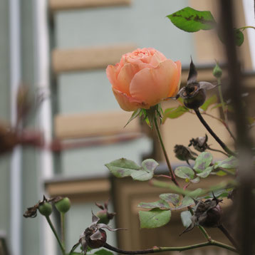 Januar-Rose in der Metzlerstraße