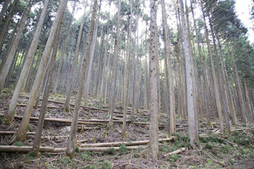 きとぷらすは、枕、サシェ、木の壁など、『木』のデザインに取り組み、日本の安心安全な木を日常生活に取り入れることを目指します