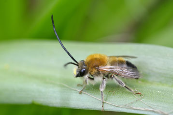 Männchen der Mai Langhornbiene