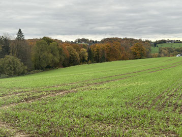 Getreideacker in Herkenrath Ende Oktober 2025
