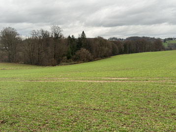 Getreideacker in Herkenrath Mitte Dezember 2025