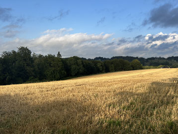 Getreideacker in Herkenrath Anfang Juli 2026