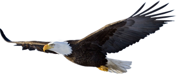 Image animaux detourée transparent sur fond blanc pygargue à tête blanche bald eagle png