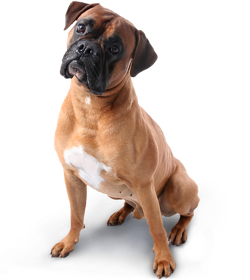 Image animaux detourée transparent sur fond blanc chien boxer png