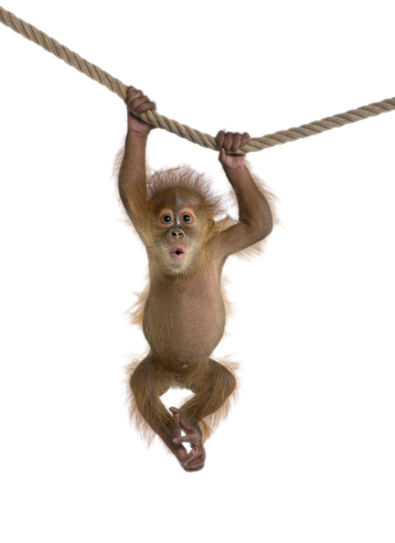 Image animaux detourée transparent sur fond blanc bebe orang outan png