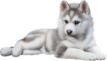 Image animaux detourée transparent sur fond blanc chiot husky png