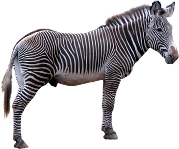 Image animaux detourée transparent sur fond blanc zèbre zebra png