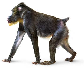 mandrill singe transparent png  pour illustration devoir