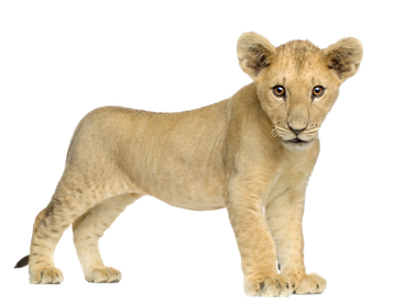 Image animaux detourée transparent sur fond blanc lionceau png