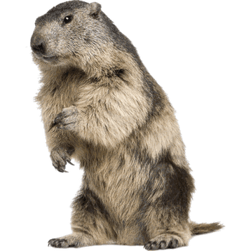 marmotte image animaux transparent sur fond blanc pour site web illustration ecole montessori