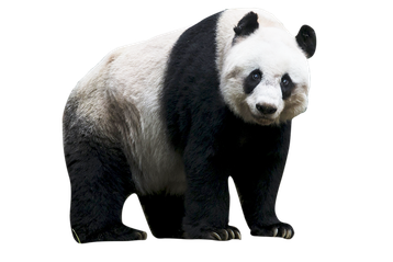 panda image animaux transparent sur fond blanc pour site web illustration ecole montessori