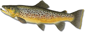 Image animaux detourée transparent sur fond blanc poisson truite fario png