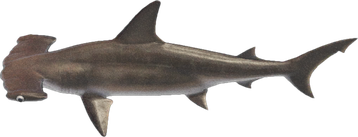Image animaux detourée transparent sur fond blanc requin marteau png