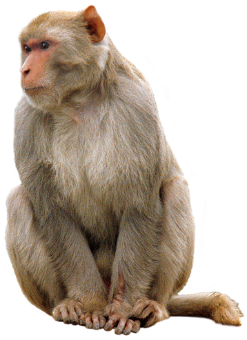 macaque singe transparent png  pour illustration devoir