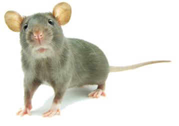 souris image  transparent png pour illustration ecole montessori