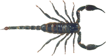 scorpion  image  transparent insectes png pour illustration ecole montessori