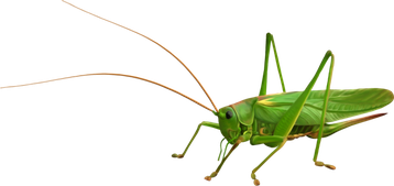 sauterelle  image  transparent insectes png pour illustration ecole montessori