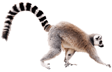 lemur maki catta transparent png  pour illustration devoir