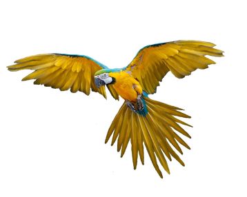 Image animaux detourée transparent sur fond blanc ara perroquet macaw parrotpng