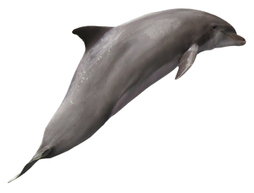 Image animaux detourée transparent sur fond blanc dauphin dolphin png