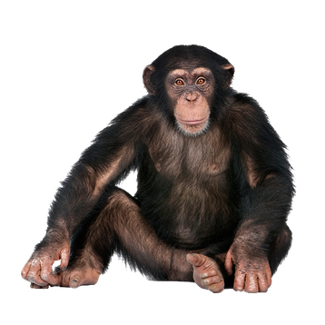 chimpanze singe transparent png  pour illustration devoir