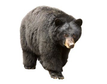 Image animaux detourée transparent sur fond blanc ours noir baribal black bear png