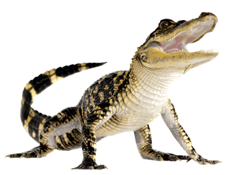 Image animaux detourée transparent sur fond blanc bebe alligator png