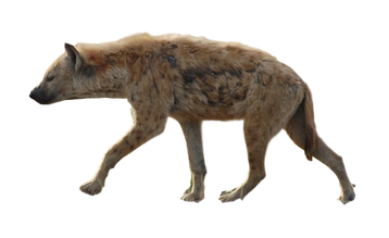 Image animaux detourée transparent sur fond blanc hyène hyena png