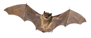 chauve souris image animaux transparent sur fond blanc pour site web illustration ecole montessori