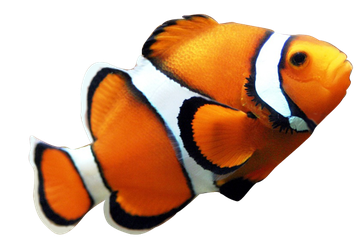 Image animaux detourée transparent sur fond blanc poisson clown png