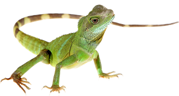 Image animaux detourée transparent sur fond blanc basilic lezard  png