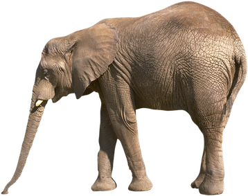 éléphant d'asie image animaux transparent sur fond blanc pour site web illustration ecole montessori