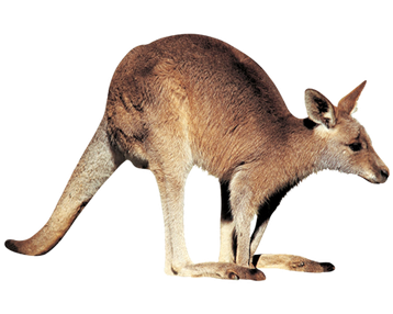 kangourou roux image animaux transparent sur fond blanc pour site web illustration ecole montessori