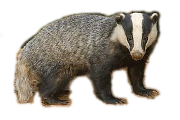 Image animaux detourée transparent sur fond blanc blaireau badger png