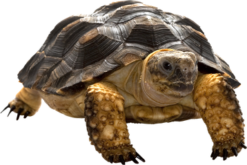 Image animaux detourée transparent sur fond blanc tortue turtle tortoise png