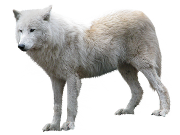 Image animaux detourée transparent sur fond blanc loup arctique arctic wolf png