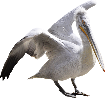 Image animaux detourée transparent sur fond blanc pelican frisé png