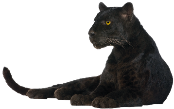 Image animaux detourée transparent sur fond blanc panthère noire black panther png